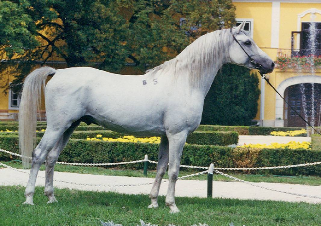 Shagya Arabian